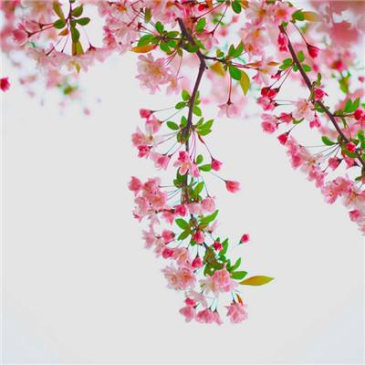 tunnel roll最新版下载